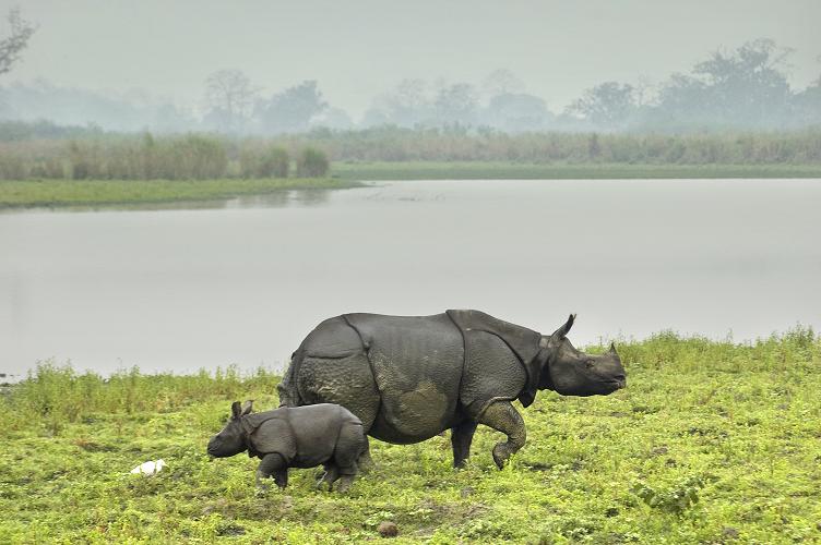 1467704314_0kaziranga 1.jpg